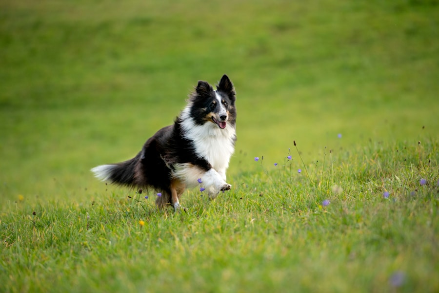 Conheça O Cachorro Border Collie 1 Conheça O Cachorro Border Collie