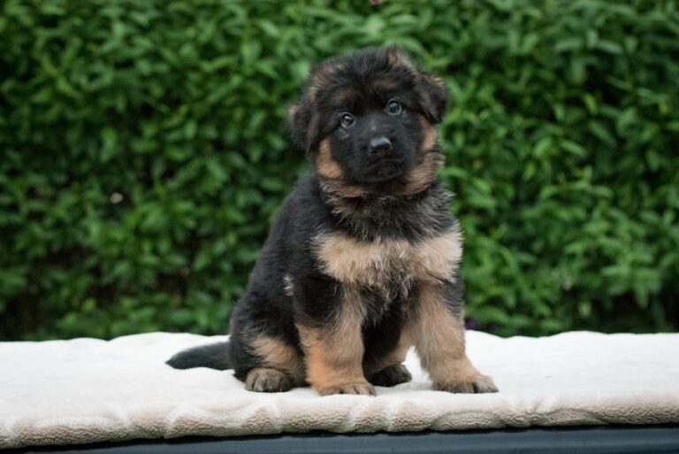 Conheça O Cachorro Pastor Alemão