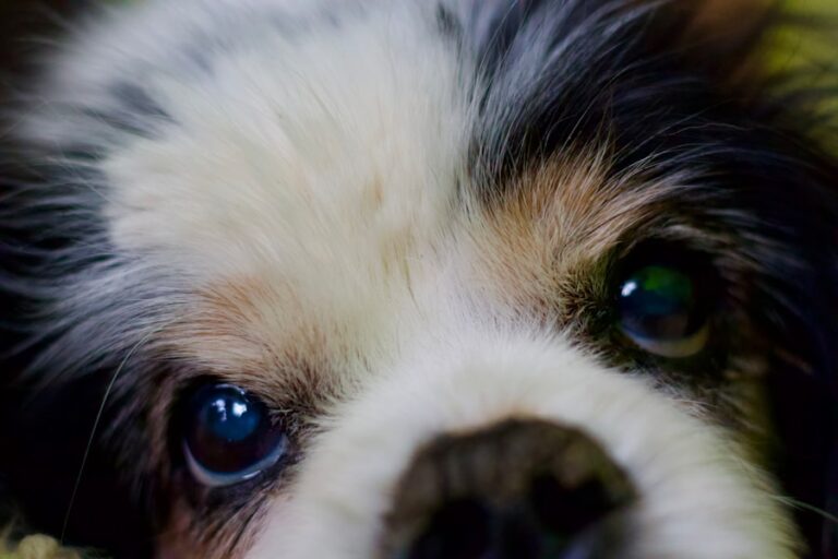 Como cuidar do olho lacrimejando do seu Shih Tzu: dicas e orientações