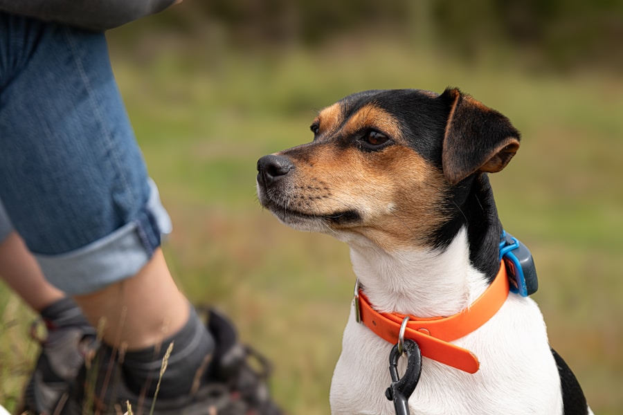 Proteja seu cachorro das pulgas: saiba como escolher o antipulgas certo! 1 Proteja seu cachorro das pulgas: saiba como escolher o antipulgas certo!