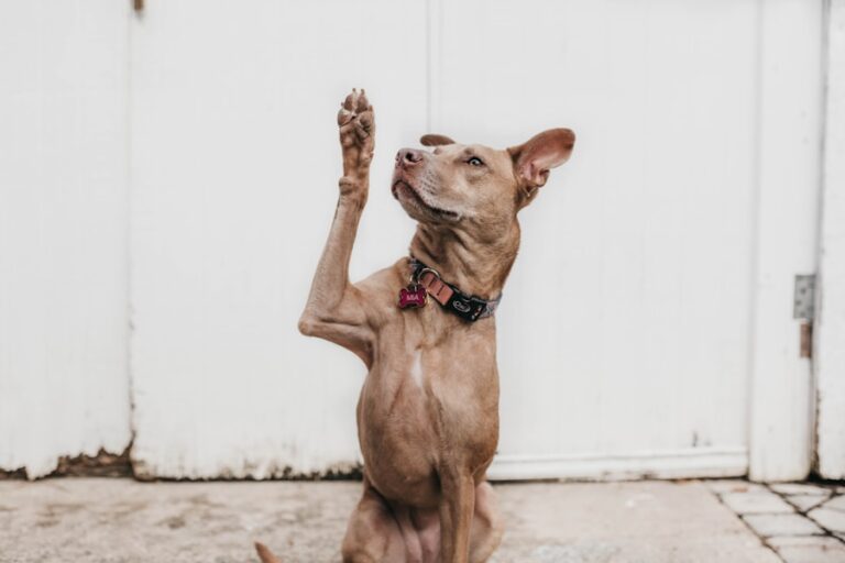 Como saber se o seu cachorro está com pulga: sintomas e cuidados essenciais
