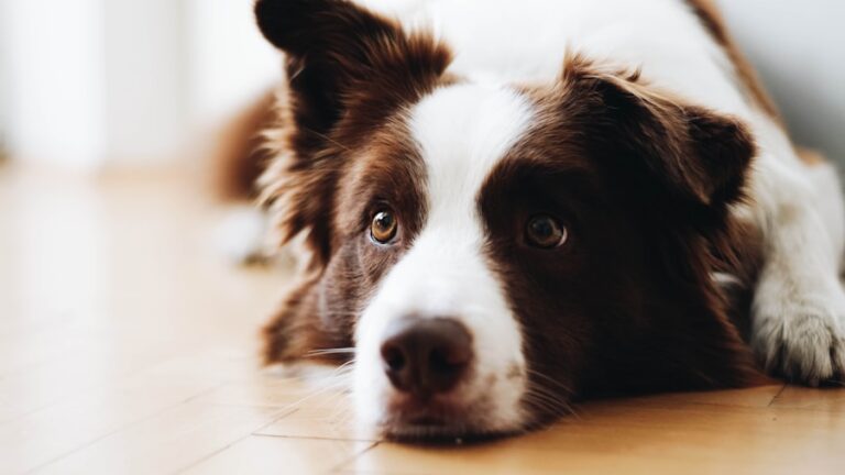 Cachorro com carrapato: Como dar banho de forma segura e eficaz