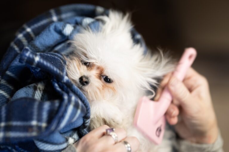 Por que meu Shih Tzu ainda cheira mal depois do banho? Descubra as causas comuns!