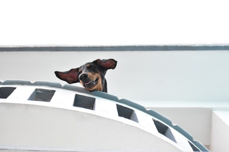 Conheça O Cachorro Pinscher