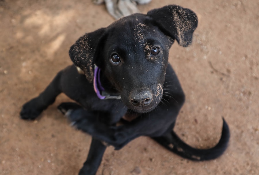 Como identificar e tratar a infestação de pulgas no seu cachorro 1 Como identificar e tratar a infestação de pulgas no seu cachorro