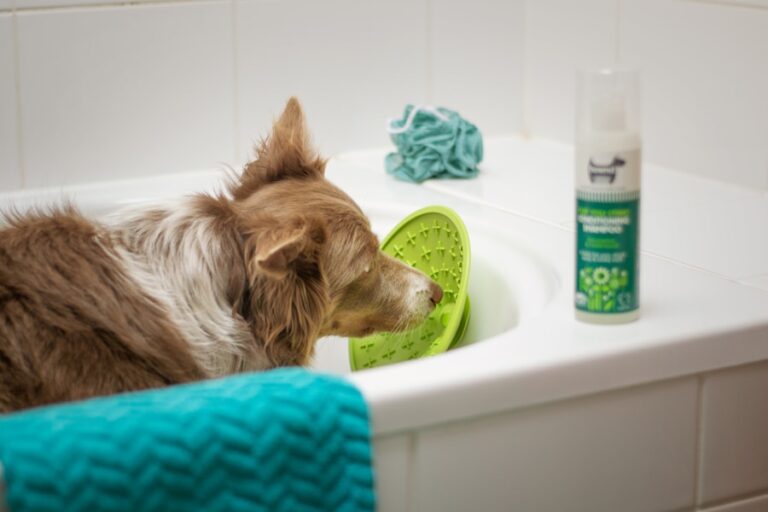 Adeus, cheiro de cachorro! Aprenda como neutralizar o odor sem prejudicar a sua pele