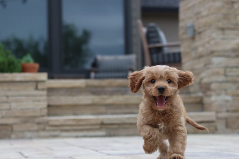 Afinal, cachorro pode tomar banho toda semana? Descubra a verdade!