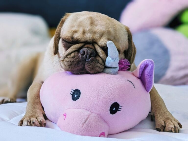 Conheça O Cachorro Pug