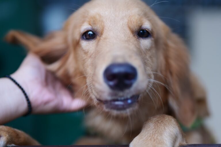Entenda as razões por trás da coceira excessiva na orelha do seu cachorro