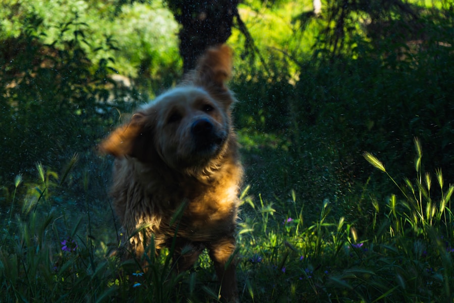 Por que meu cachorro sacode a cabeça depois do banho? Descubra aqui! 1 Por que meu cachorro sacode a cabeça depois do banho? Descubra aqui!