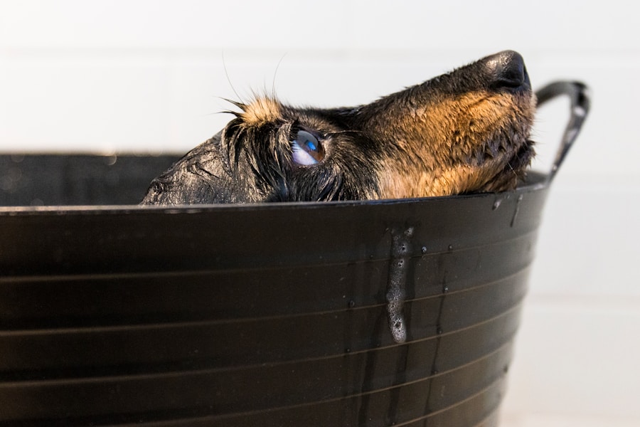 Aprenda a identificar e tratar a irritação na orelha do seu cachorro antes do banho 1 Aprenda a identificar e tratar a irritação na orelha do seu cachorro antes do banho
