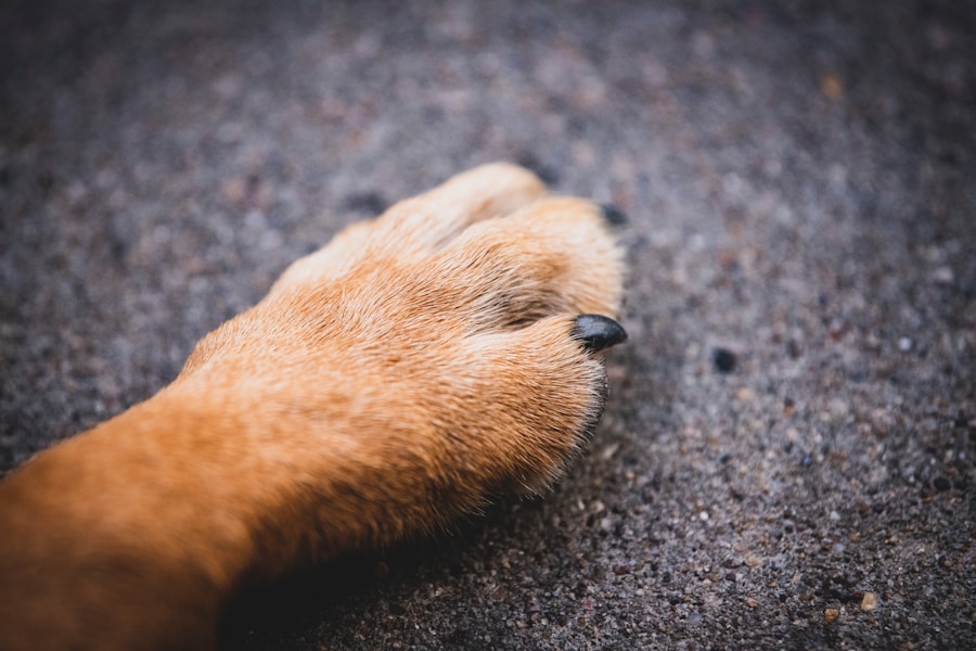 A importância de manter as unhas do seu cachorro sempre aparadas 1 A importância de manter as unhas do seu cachorro sempre aparadas