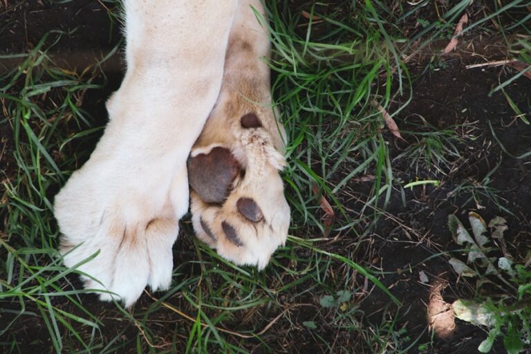 Pata vermelha entre os dedos do cachorro: o que pode estar causando esse sintoma?