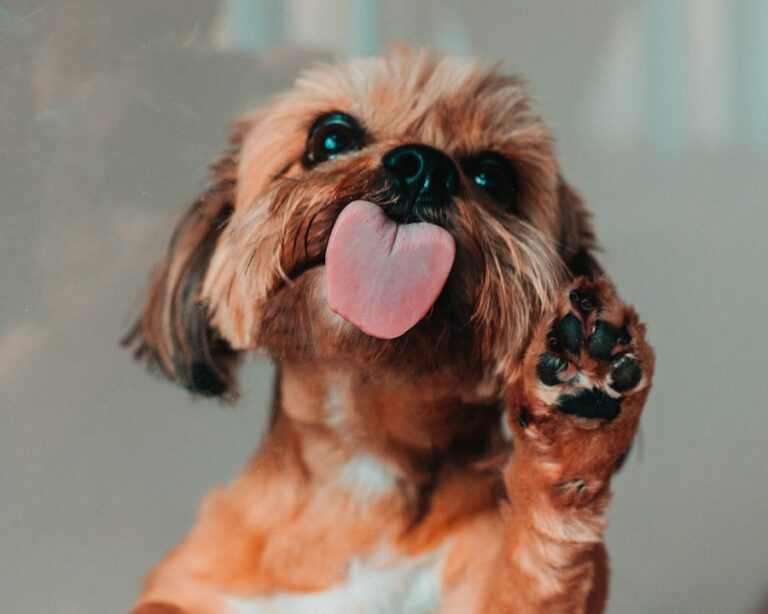 Tosa bebê para Shih Tzu: Saiba quando é a hora certa de optar por esse estilo de corte