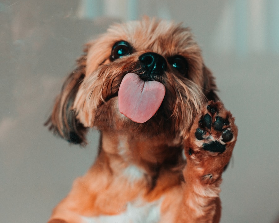 Tosa bebê para Shih Tzu: Saiba quando é a hora certa de optar por esse estilo de corte 1 Tosa bebê para Shih Tzu: Saiba quando é a hora certa de optar por esse estilo de corte