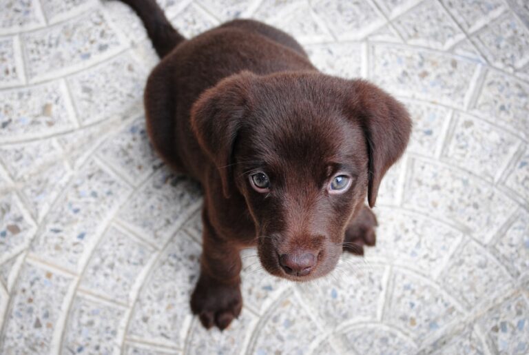 Conheça O Cachorro Labrador Retriever