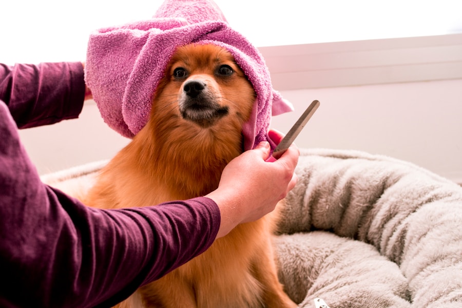 Entenda as diferenças entre a tosa na tesoura e na máquina para cuidar do pelo do seu animal de estimação