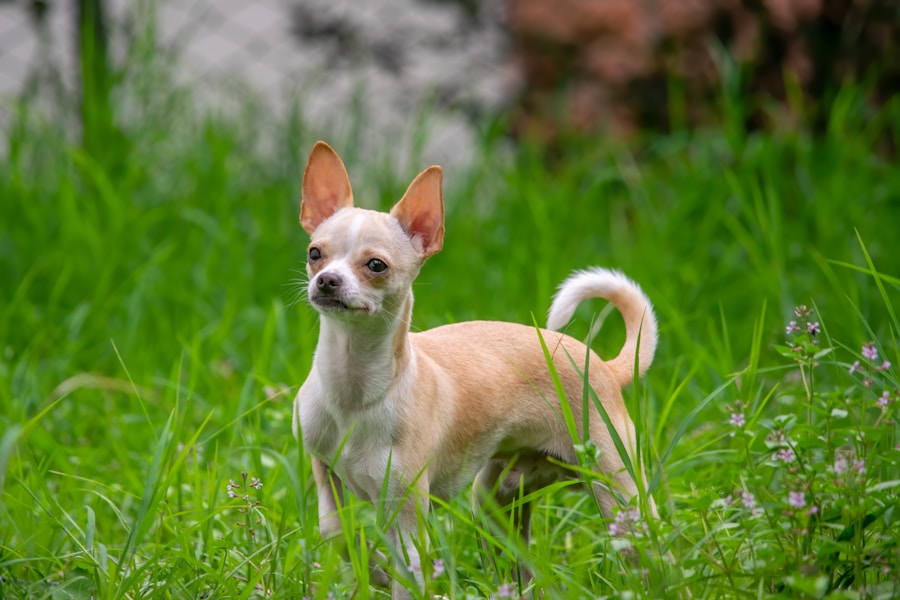 Chihuahua: saiba como cuidar e educar esse adorável cãozinho