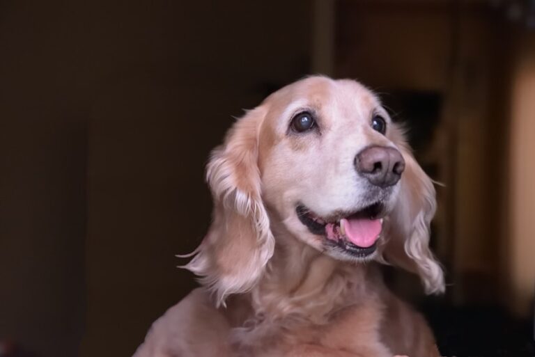 Conheça O Cachorro Cocker Spaniel