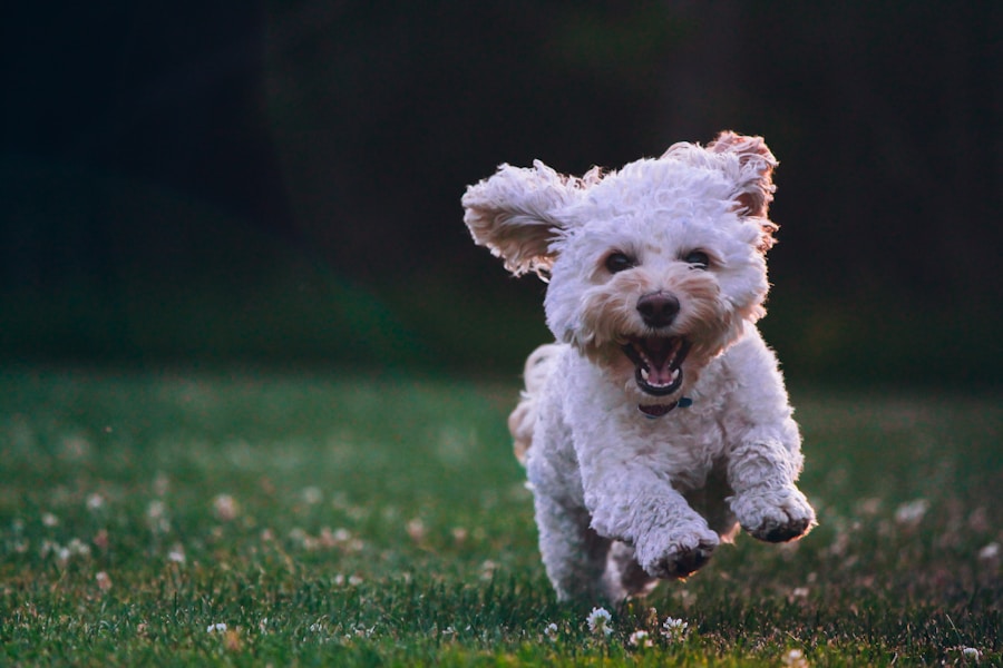 Tosa bebê: A Solução Perfeita para Manter a Pelagem do seu Cão Saudável e Bonita