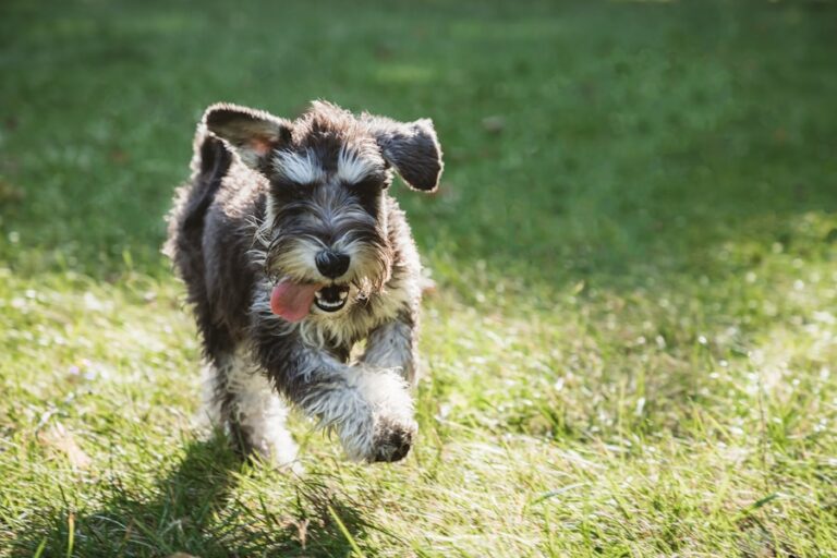 Conheça O Cachorro Schnauzer