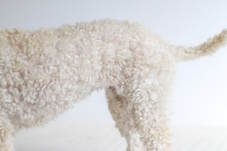 Conheça os cuidados necessários para proteger a pele do seu cão na tosa