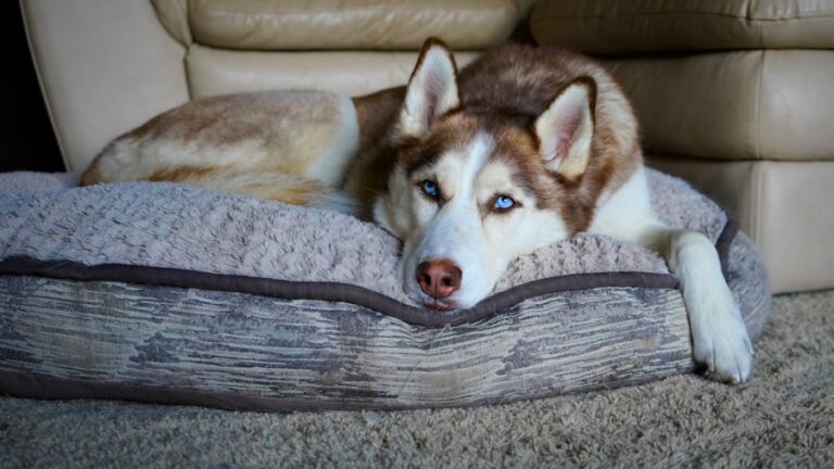 Conheça O Cachorro Husky Siberiano