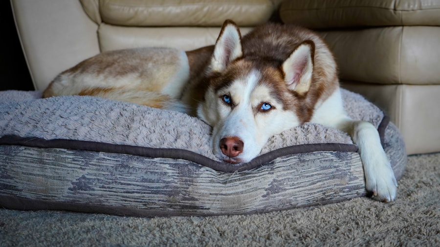 Conheça O Cachorro Husky Siberiano 1 Conheça O Cachorro Husky Siberiano