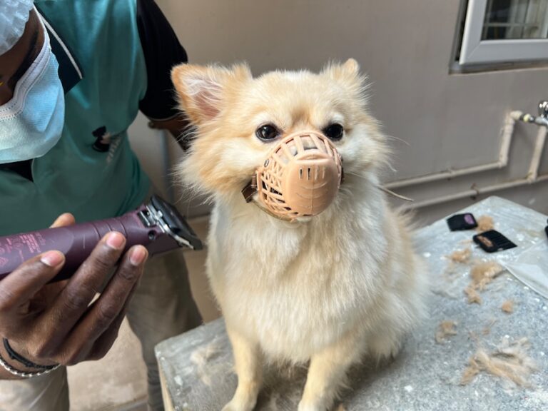 Os perigos da tosa para a saúde da pele do seu cachorro 5 Os perigos da tosa para a saúde da pele do seu cachorro