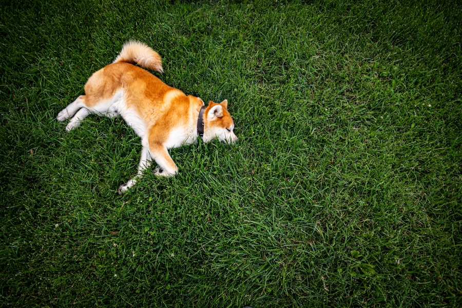Conheça O Cachorro Akita 1 Conheça O Cachorro Akita