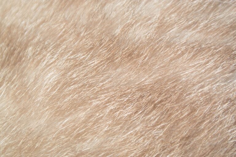 Pelo embolado em cachorro: descubra como evitar lesões na pele e manter seu pet confortável