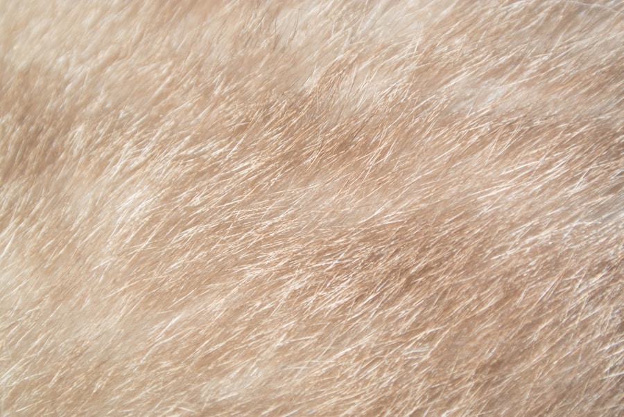 Pelo embolado em cachorro: descubra como evitar lesões na pele e manter seu pet confortável