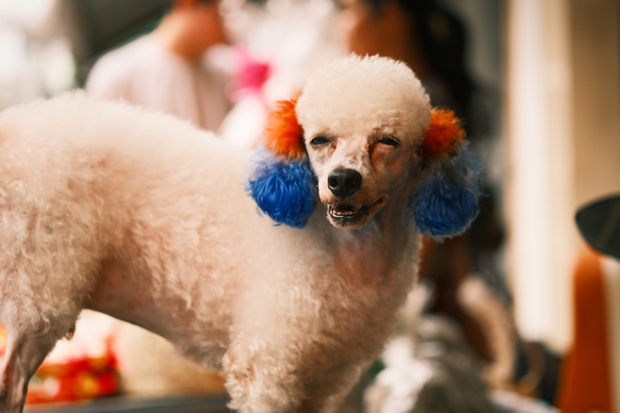 Conheça O Cachorro Poodle 1 Conheça O Cachorro Poodle