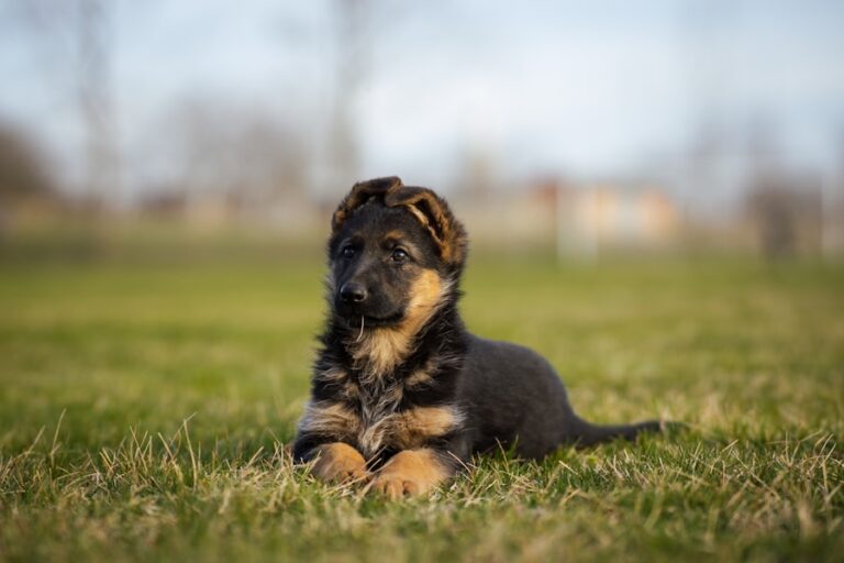 Os benefícios da escovação diária para a saúde e bem-estar do seu cachorro de pelo longo
