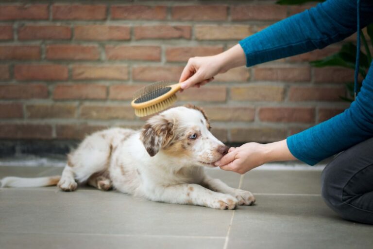 Cuidados essenciais: como manter a saúde e beleza do pelo do seu cachorro de pelo longo