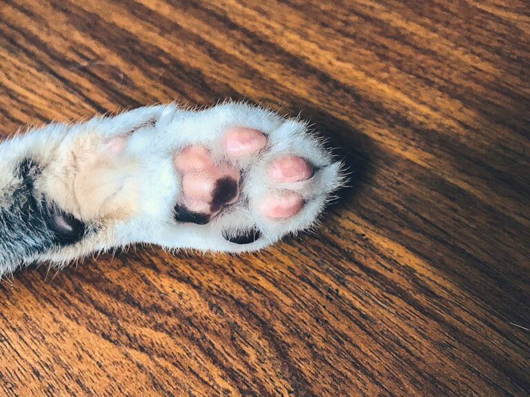5 dicas infalíveis para evitar nó nas patas do seu cachorro
