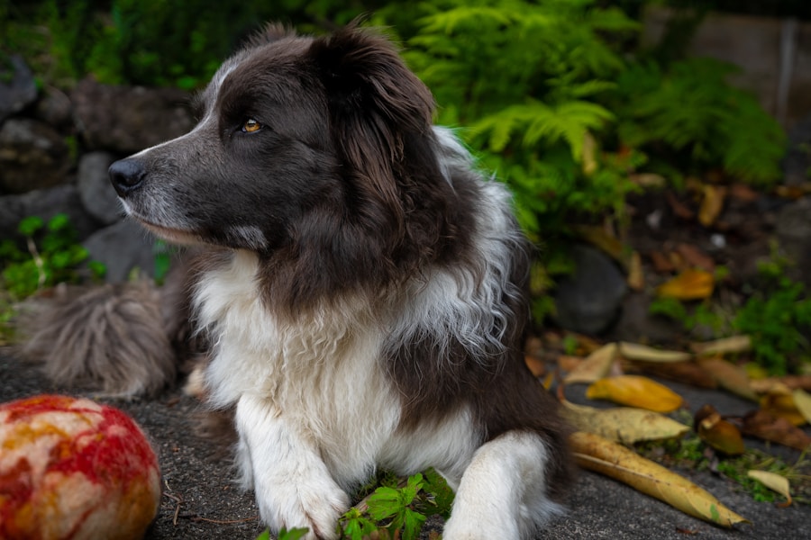 Cachorro e maçã: uma combinação segura? Conheça os cuidados ao oferecer essa fruta ao seu melhor amigo de quatro patas.
