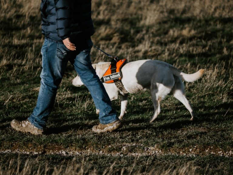 Tamanho certo, conforto garantido: como escolher a caminha ideal para o seu cão 3 Tamanho certo, conforto garantido: como escolher a caminha ideal para o seu cão