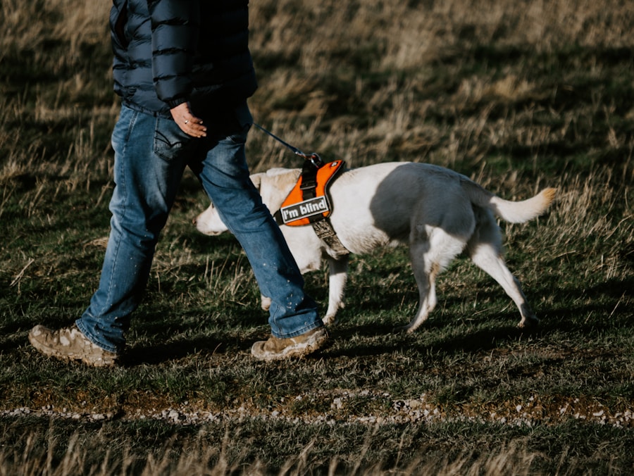 Tamanho certo, conforto garantido: como escolher a caminha ideal para o seu cão
