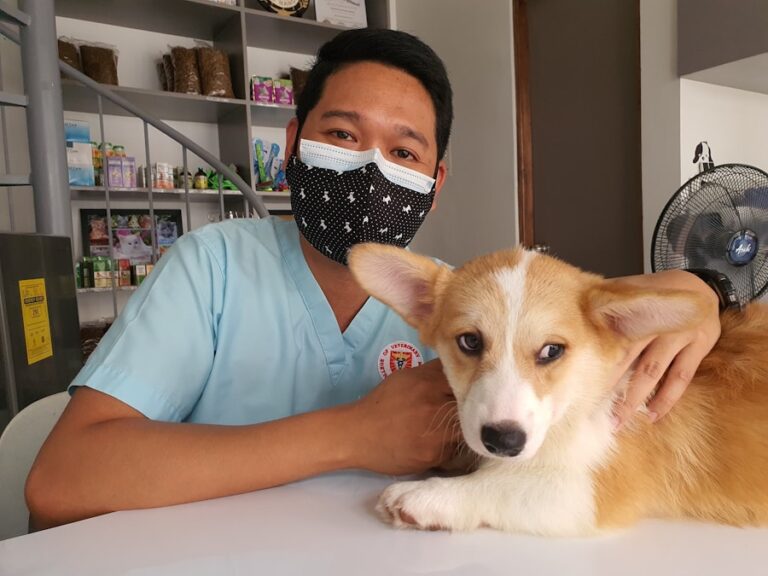 Coceira nas orelhas do Shih Tzu: entenda quando é necessário buscar ajuda profissional