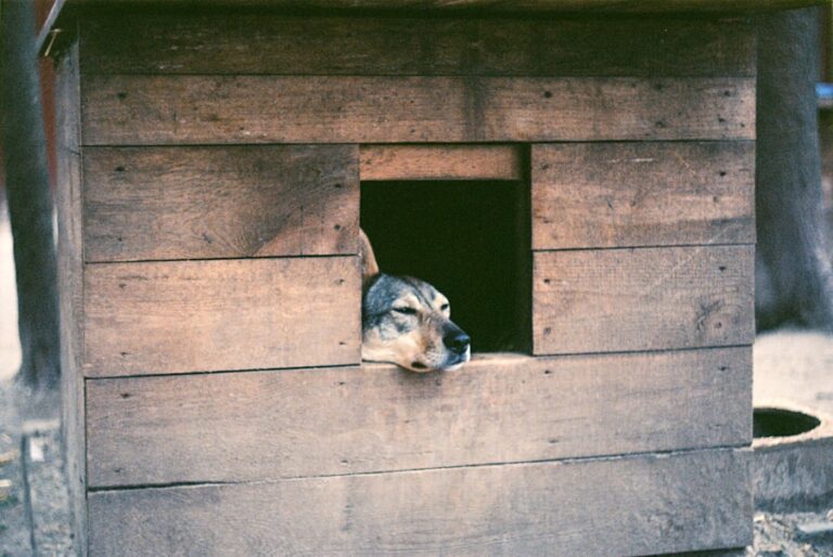 Casinha de cachorro de madeira: conforto e segurança para o seu melhor amigo