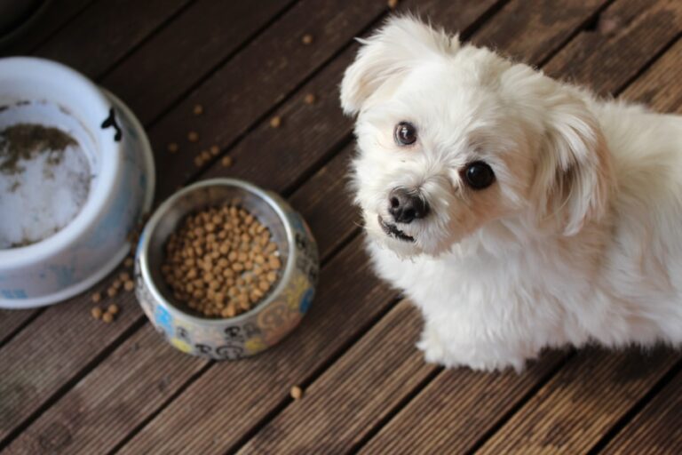 Ração Golden para cachorro: Conheça os benefícios e pontos de atenção!