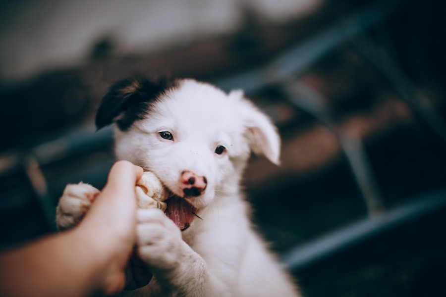 Entenda a importância da Ração Golden para cachorro filhote: saiba quando e como usar!