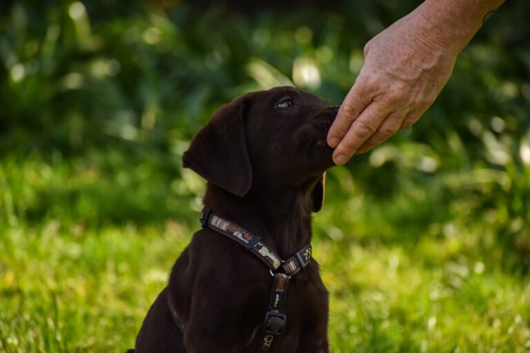 Entenda as necessidades do seu filhote: como escolher a ração ideal para cachorro