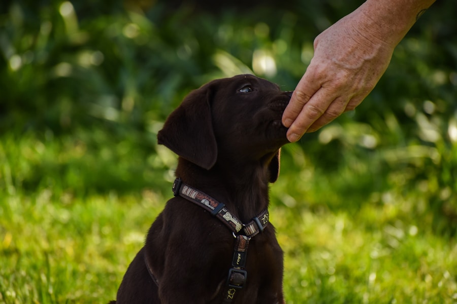 Entenda as necessidades do seu filhote: como escolher a ração ideal para cachorro