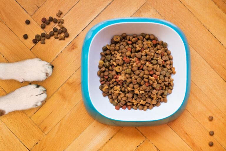 Cachorro pode comer ração de gato? Descubra os perigos e benefícios!