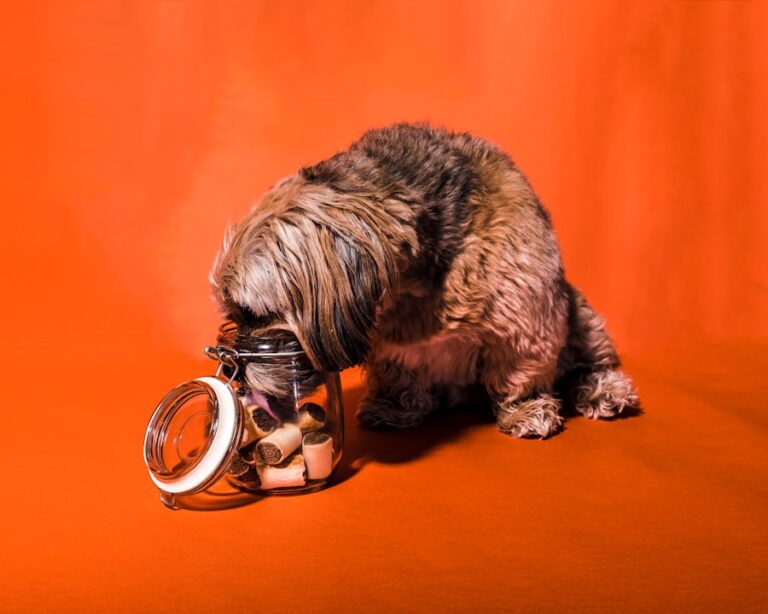Os benefícios do arroz para cachorros e quando evitar o consumo