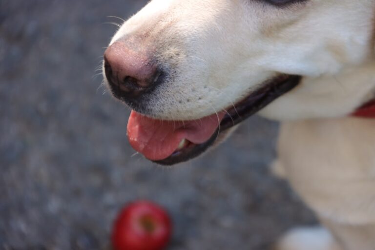 Frutas que seu cachorro vai adorar e podem comer com segurança