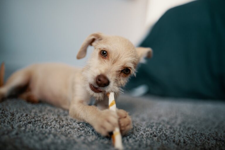 Passo a passo: como escovar os dentes do seu cachorro em casa