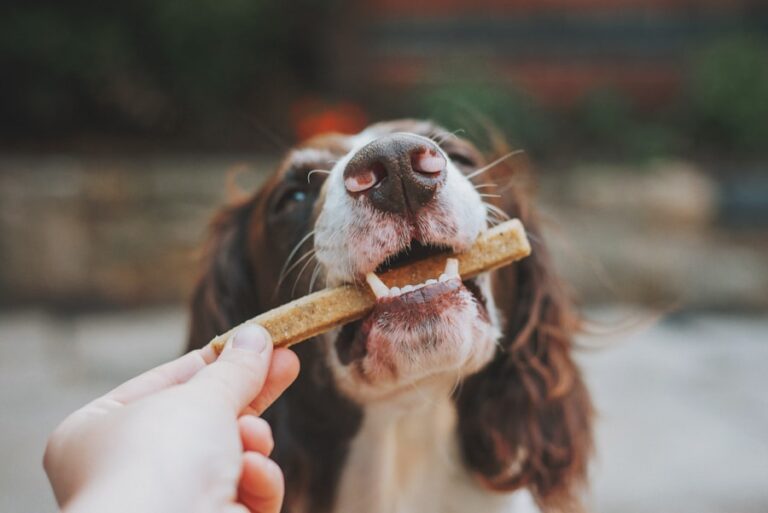 Guia completo: como escolher a escova de dente certa para o seu cachorro 4 Guia completo: como escolher a escova de dente certa para o seu cachorro